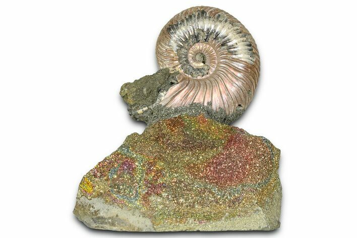 Iridescent Pyritized Ammonite (Quenstedticeras) Fossil Display #368829